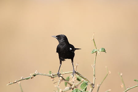 blackbird perched on branch thumbnail