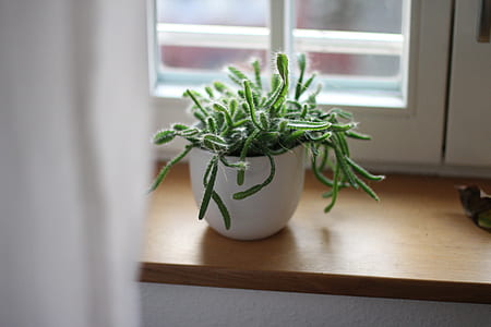green leafed plants thumbnail