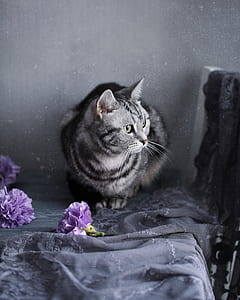 gray tabby cat on gray textile thumbnail