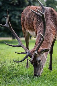 macro photography of stag eating grass thumbnail