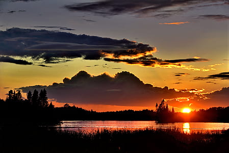 silhouette of trees during golden hour thumbnail