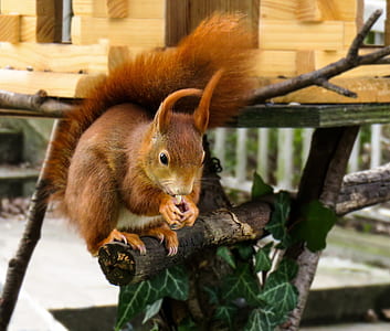 red squirrel holding nut closeup photo thumbnail