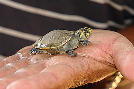 green baby turtle thumbnail