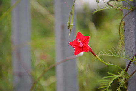 Pentagram, Five-Pointed Star Flower thumbnail