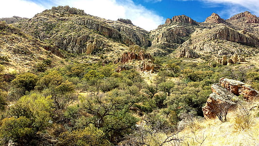 Trees on Mountain during Day thumbnail