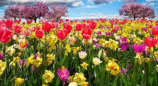 pink and red Tulips with yellow Daffodils field thumbnail