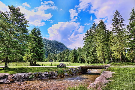 tall green leafed trees during daytime thumbnail