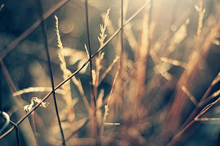 close up photography of chain link fence thumbnail