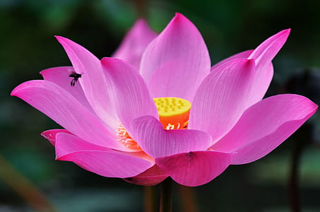 selective focus photography of pink petaled flower thumbnail