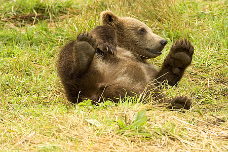 brown bear cub lying on grass field at daytime thumbnail