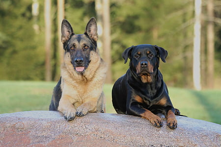 adult black and tan German shepherd with mahogany Rottweiler thumbnail