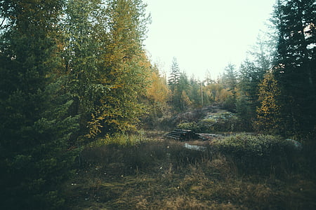 trees near body of water thumbnail