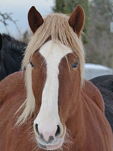 portrait photography of brown and white horse thumbnail