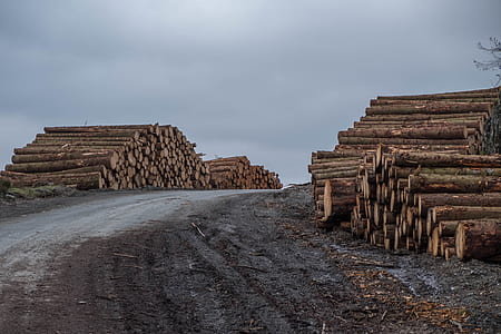 brown log lot on during dark hour thumbnail