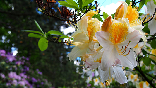 photo of white and yellow petal flowers thumbnail