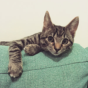 gray tabby cat lying on teal textile thumbnail