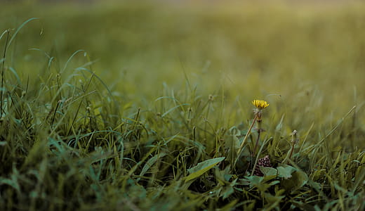 Selective Photography of Green Grass and Flower thumbnail