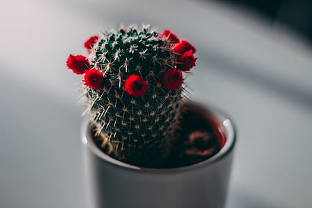 cactus with blooming red flowers thumbnail