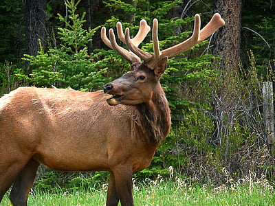 elk outdoor near trees thumbnail