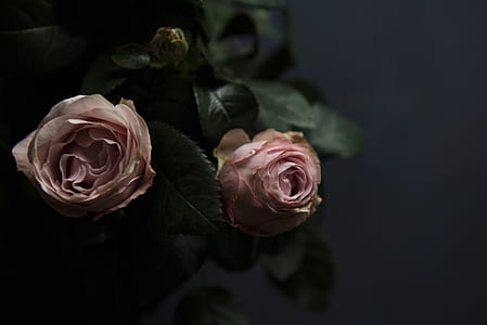 pink roses in bloom thumbnail