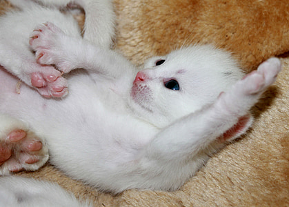 short-haired white kitten thumbnail