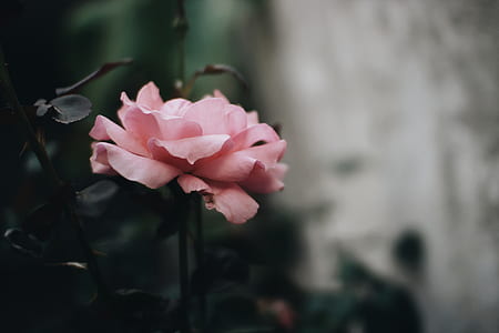 selective focus photography of pink rose flower thumbnail