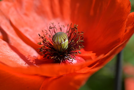 red petaled flower thumbnail