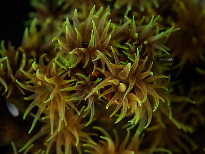 brown and green sea anemone thumbnail