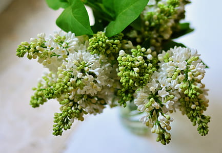 selective focus photography of white petaled flower thumbnail