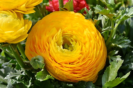 close-up photo of yellow ranunculus in bloom thumbnail