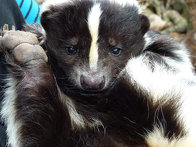 close-up photo of black and white skunk thumbnail