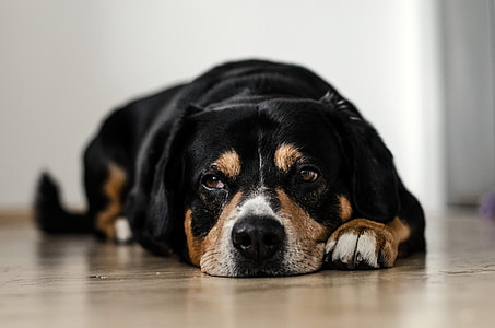 Dog laying on the floor thumbnail