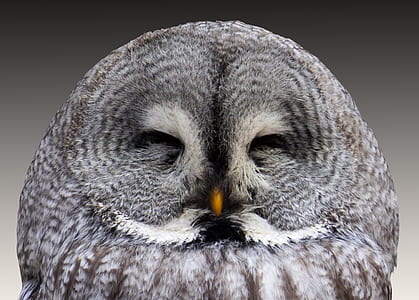 grey owl thumbnail