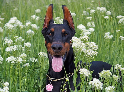 adult Dobberman laying on green grass field thumbnail