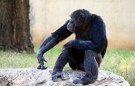 Wildlife photo of black monkey thumbnail