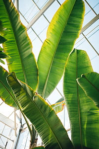 banana leaf inside room thumbnail
