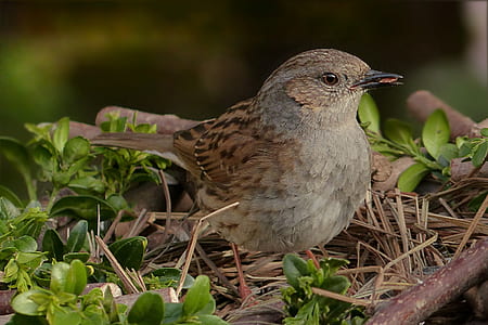 short-beaked brown bird selective focus photography thumbnail