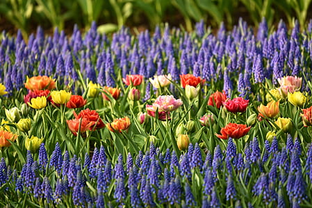 flower field on flower bed thumbnail