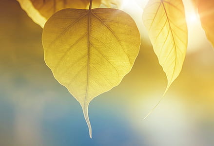 Yellow Leaf thumbnail