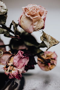 Dried pink roses thumbnail