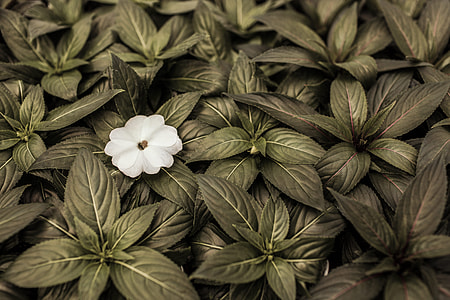 white flower thumbnail