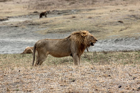 grey lion thumbnail