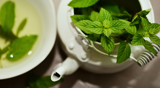 selective focus photography of green leaf plant in white teapot thumbnail