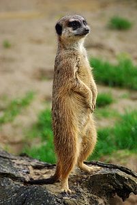 ferret standing on brown rock thumbnail