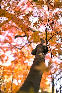 low angle photography of maple leaf thumbnail
