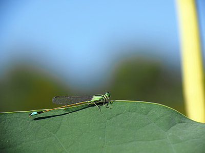 Damselfly, Green Leaves thumbnail