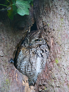 brown owl in the middle of trunk thumbnail