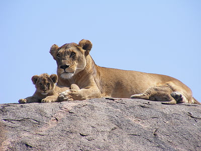 two lions on gray stone under blue sky thumbnail