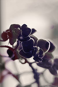 black petaled flowers thumbnail