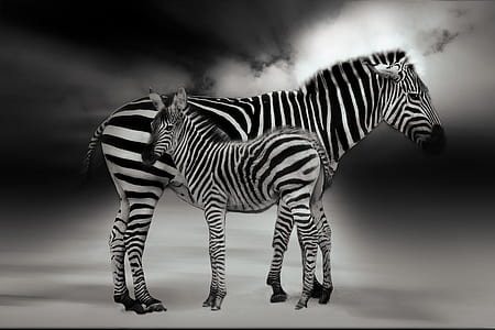 two Zebras thumbnail